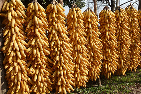 Agricoltori Custodi della Terra