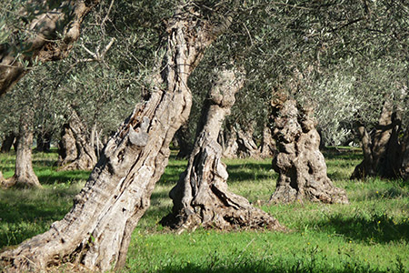 Agricoltori Custodi della Terra